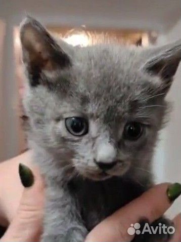 Серебристые дымчатые котята в добрые руки