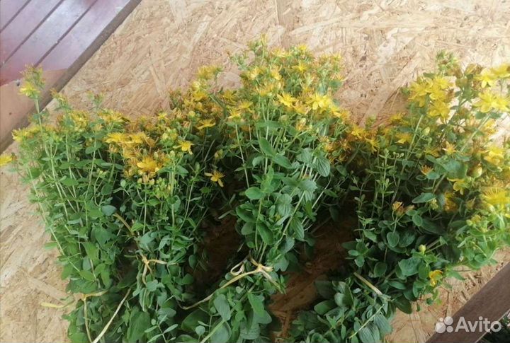 Веники Береза,Дуб, Запарки из трав