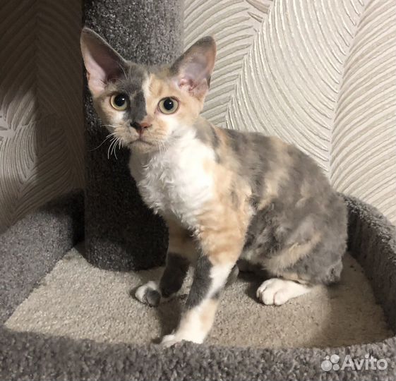 Котята девон-рекс