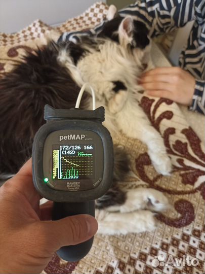 Вызов ветеринарного врача на дом