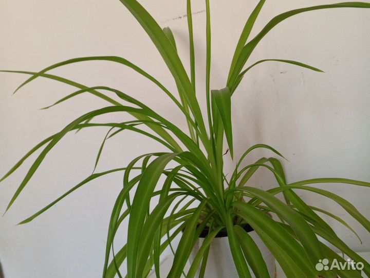 Хлорофитум