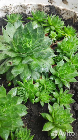 Молодило каменная роза (род суккулент)