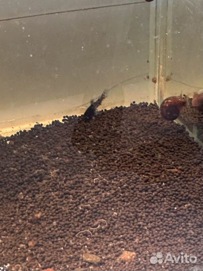 Сом коридорас крапчатый