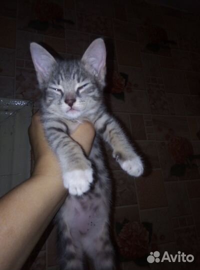 Отдам котёнка в добрые руки