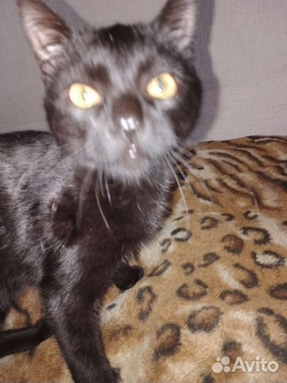 Кошка мальчик