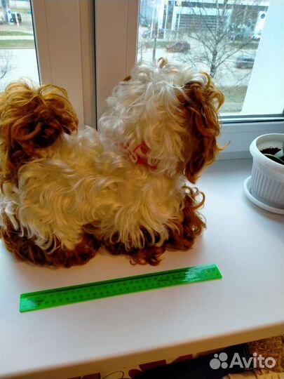 Собака СССР