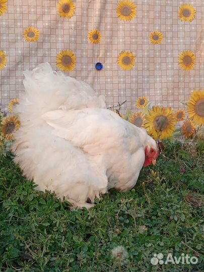 Куры породы кохинхин