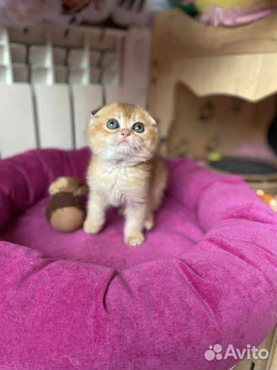 Роскошные шотландские котята