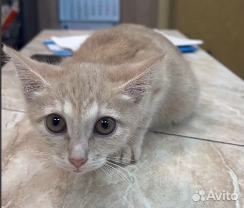 Рыжий котенок в добрые руки бесплатно