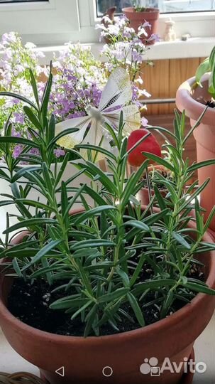 Розмарин. От опытного растениевода.Израиль, Крым