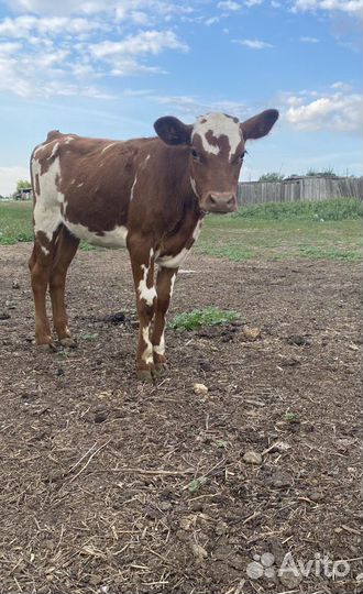 Телочка 6 месяцев