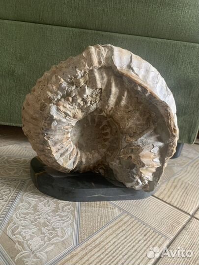 Аммонит на подставке