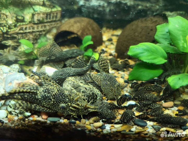 Сомики анциструсы