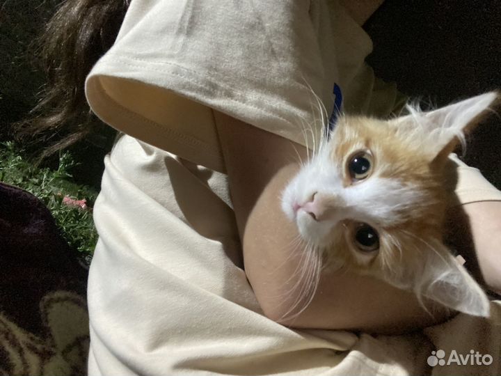 Отдам в хорошие руки котенка