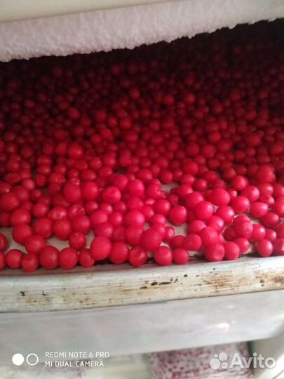 Лимонник китайский