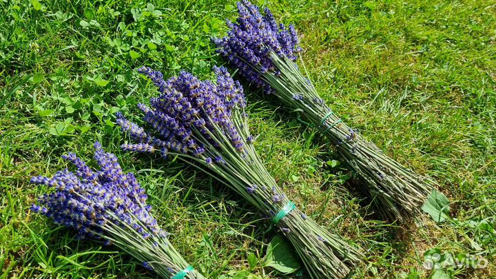 Лаванда букеты