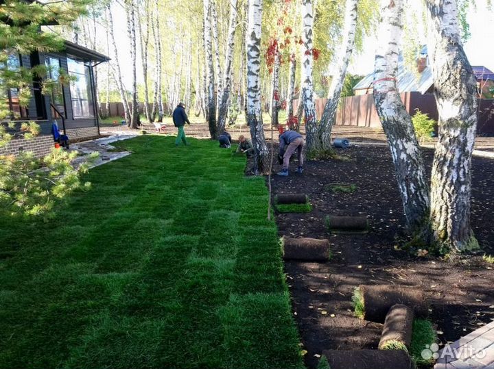 Газон рулонный с укладкой