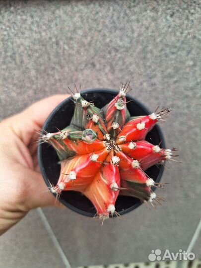 Кактус Гимнокалициум вариегатный