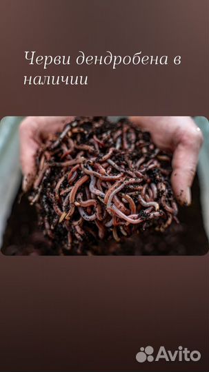 Черви дендробена для рыбалки