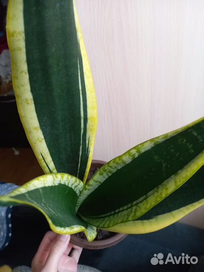 Сансевиерия (Блек голд)