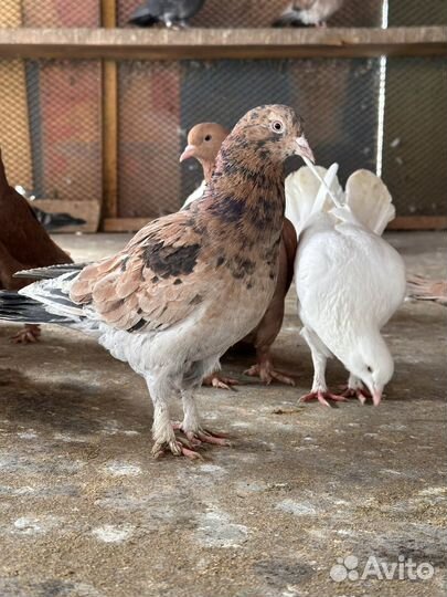 Бойные широкохвостые высоколетные голуби