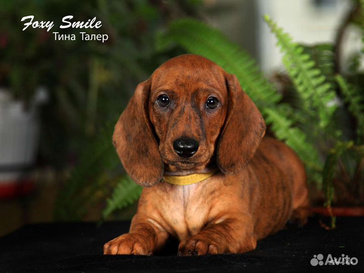 Такса гладкошерстная