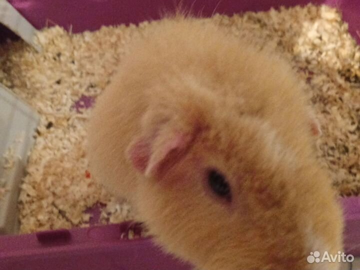 Морская свинка американский тедди