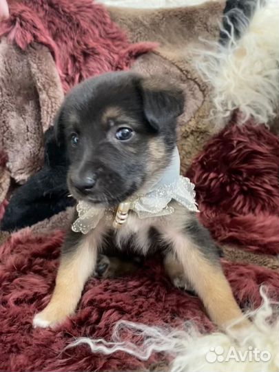 Щенок в добрые руки