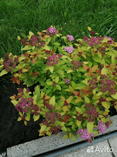 Спирея японская