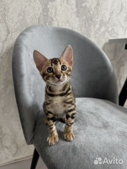 Бенгальские котята