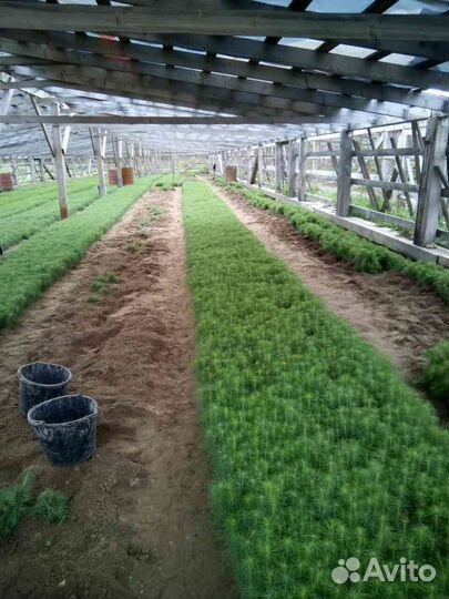 Сеянцы сосны