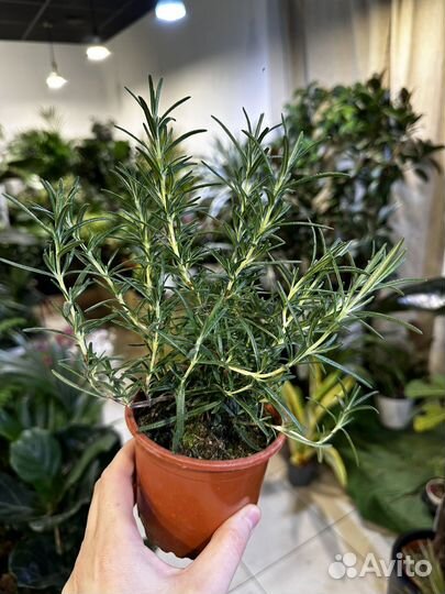 Розмарин в горшке