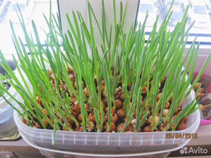 Семена для микрозелени