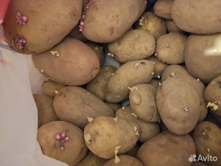 Семенной картофель