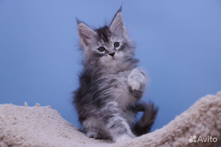 Кошечка мейн кун.Питомник