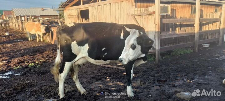Коровы и телки