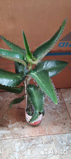 Каланхоэ лечебное