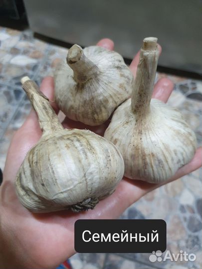 Крупные сорта чеснока Отборные