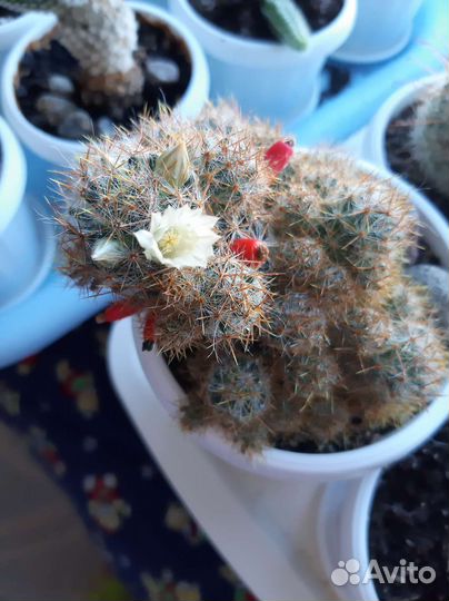 Кактусы Маммиллярия пролифера,опунции