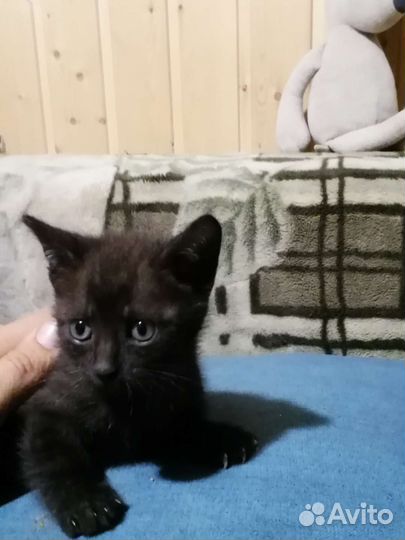Котята от Шотландской вислоухой кошки Бесплатно