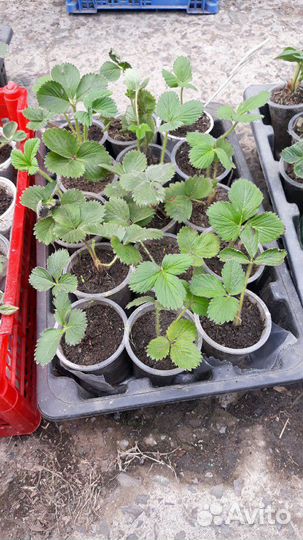 Продам рассаду Крыжовника, Вишни, Клубники