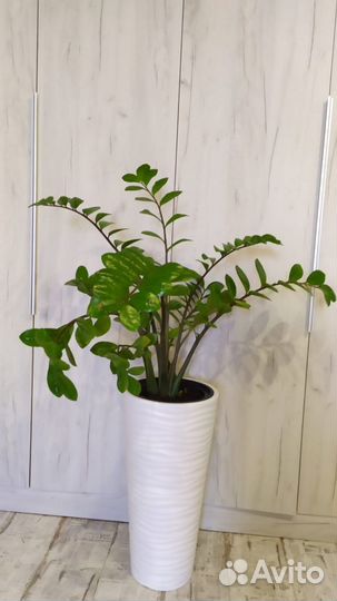 Комнатные растения цветы