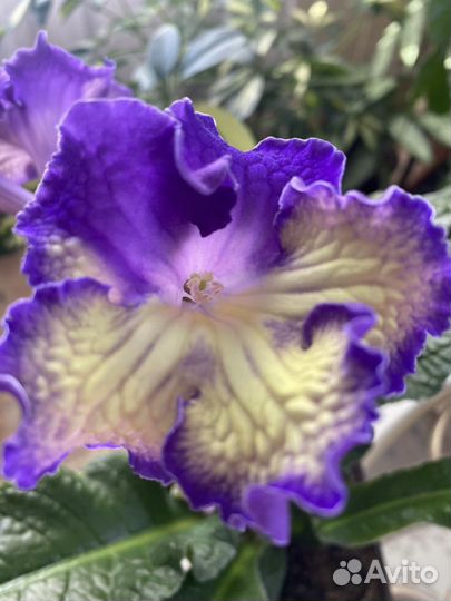 Стрептокарпусы