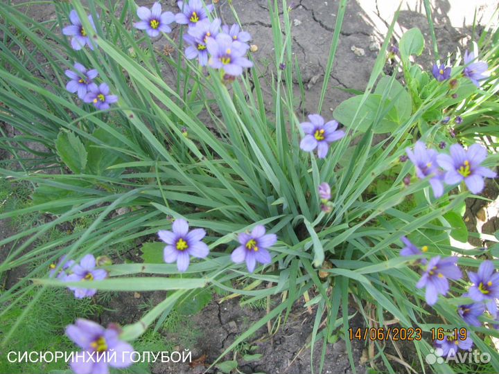 Многолетники для альпийской горки