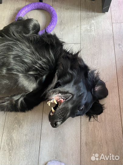 Передержка животных, зооняня