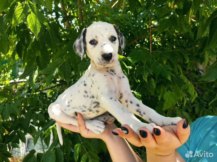 Щенки далматина