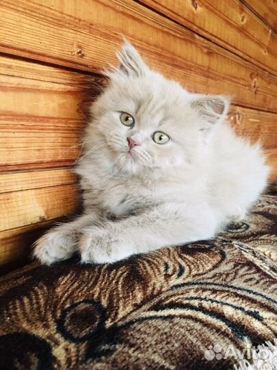 Британская кошка