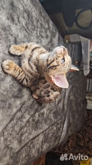 Бенгальская