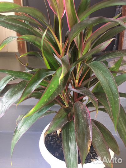 Комнатные растения