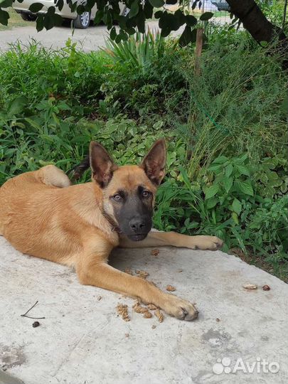 Щенок мальчик в добрые руки